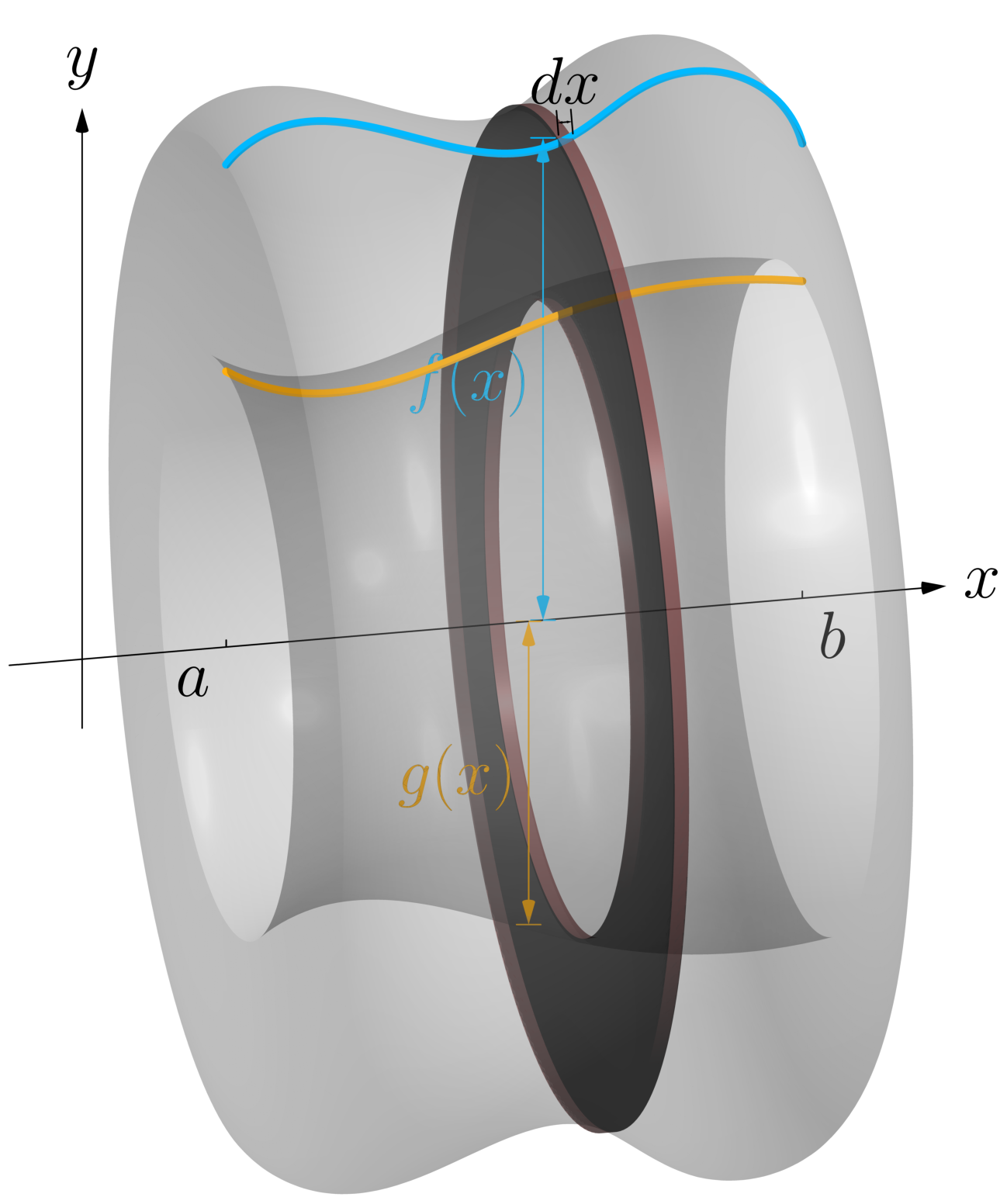 The washer swept out by the typical rectangle: a thin hollow cylinder of outer radius f(x), inner radius g(x), and thickness dx.